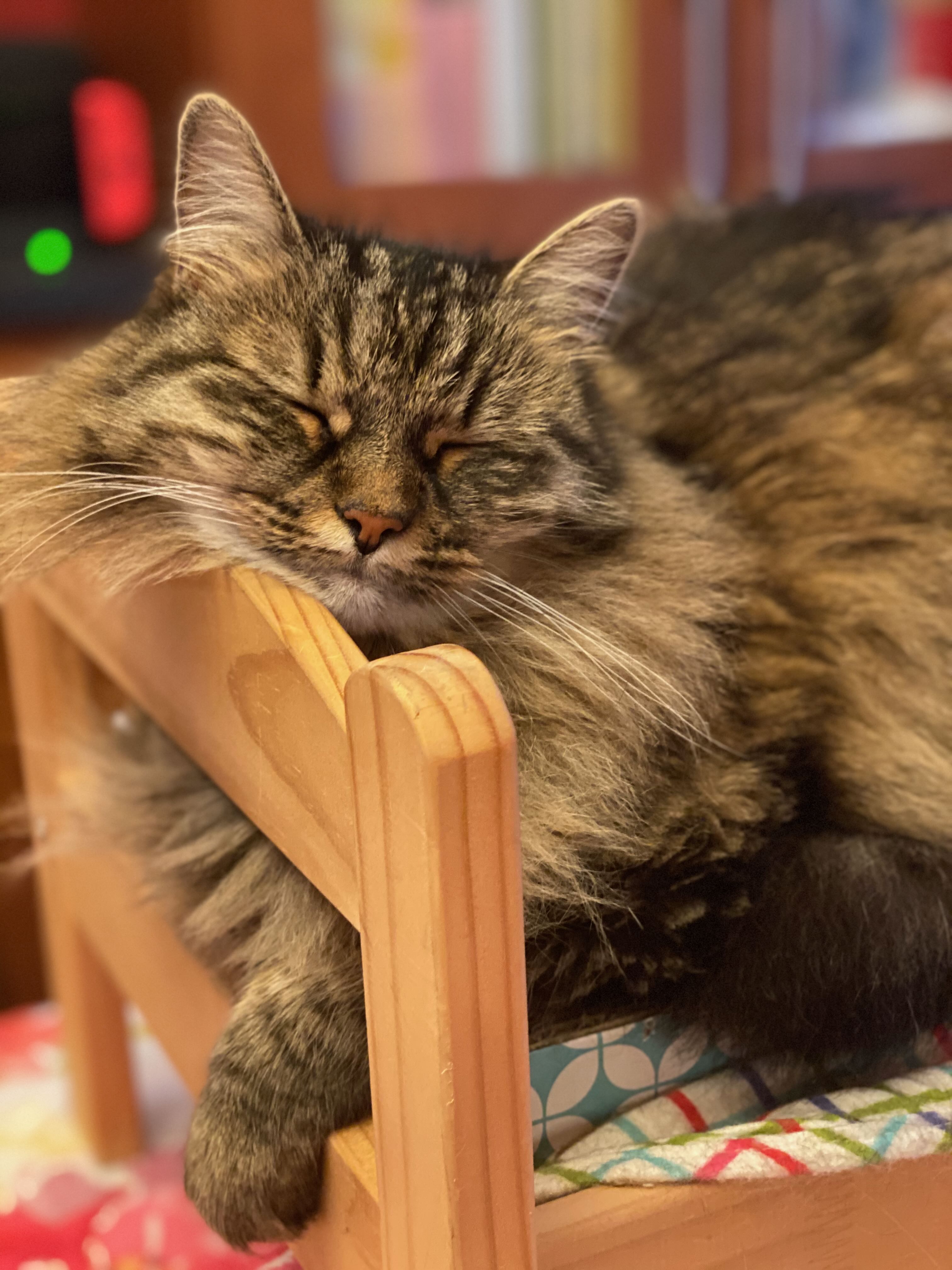 A relaxed tabby cat sleeping on a wooden perch.